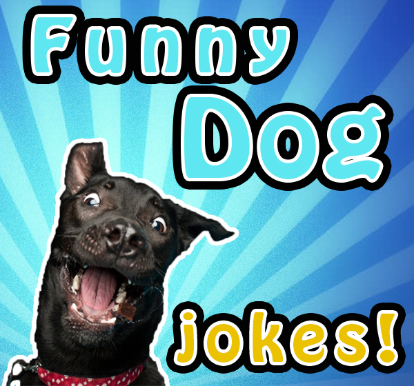 Funny Dog Jokes – Funny Jokes List